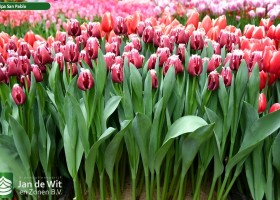 Tulipa San Pablo ® (1)